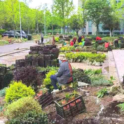 昆山綠化種植/綠化苗木種植